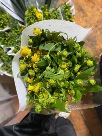 油画小菊