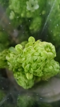 天鹅绒