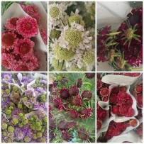 松虫草