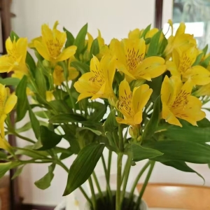 2024年8月26日云南鲜花行情总览
