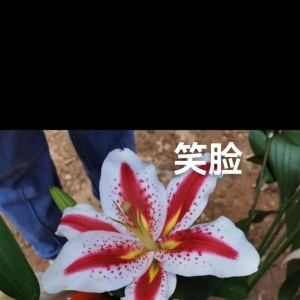 2024年8月31日云南鲜花行情总览