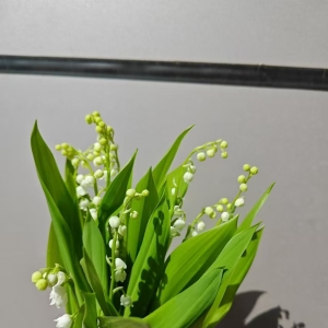 2024年9月3日云南鲜花行情总总览