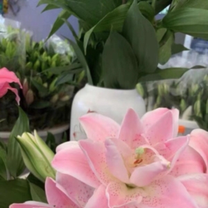 2024年9月12日云南鲜花行情总览